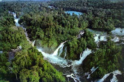 Amazon Jungle | Amazon Jungle Animal Photo | Amazon Jungle News