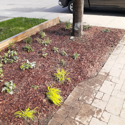 Fairbank Toronto No Lawn Front Garden Installation After by Paul Jung Gardening Services--a Toronto Organic Gardener Fairbank Toronto No Lawn Front Garden Installation After by Paul Jung Gardening Services--a Toronto Organic Gardener