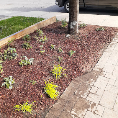 Fairbank Toronto No Lawn Front Garden Installation After by Paul Jung Gardening Services--a Toronto Organic Gardener