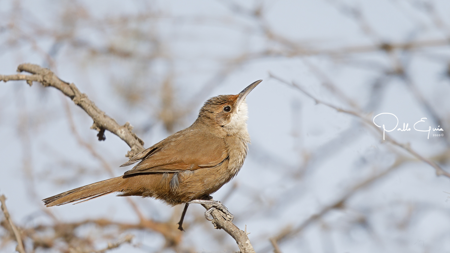 mis fotos de aves Tarphonomus certhioides Bandurrita Chaqueña Chaco