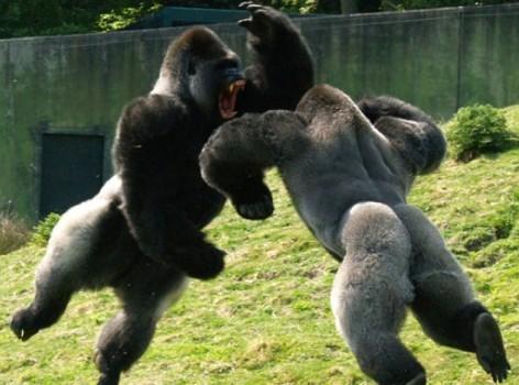 Gorilas+peleando.JPG