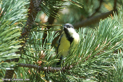 Mallerenga carbonera (Parus major)