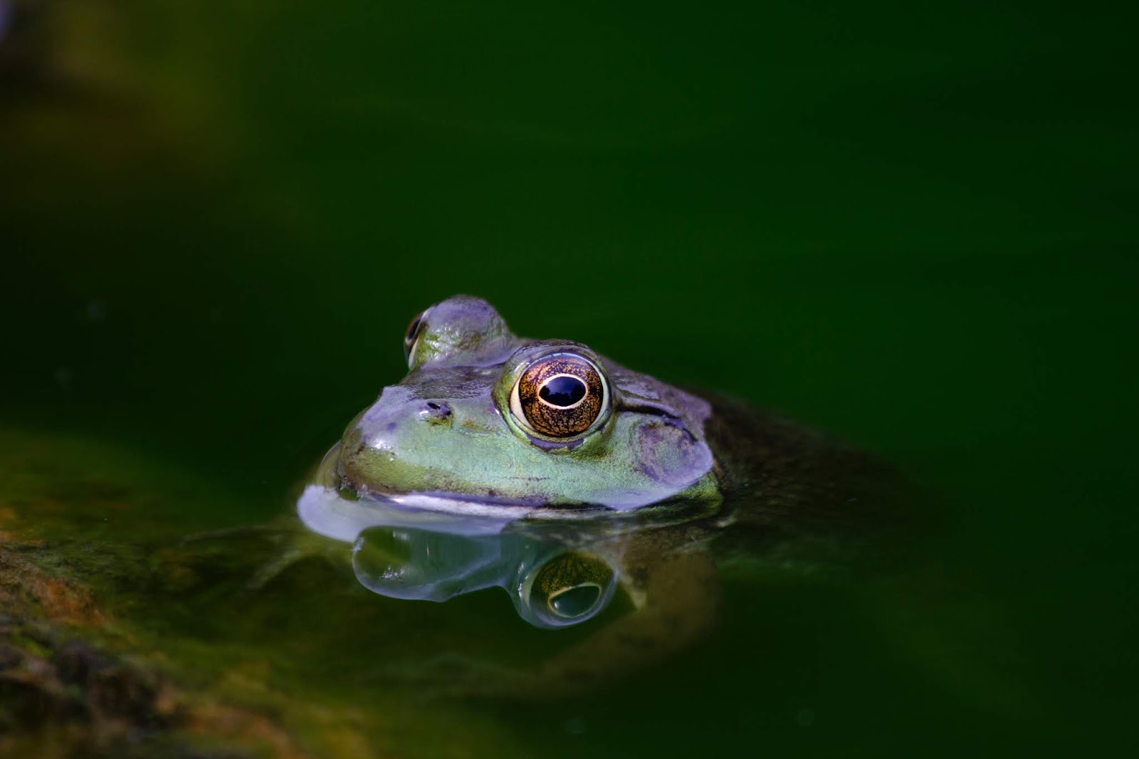 Klasifikasi Hewan  Vertebrata  beserta Contohnya 