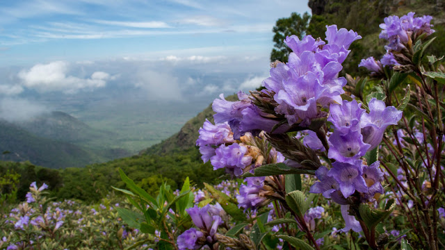  Neelakurinji the Wonder Flower to Bloom after 12 Years