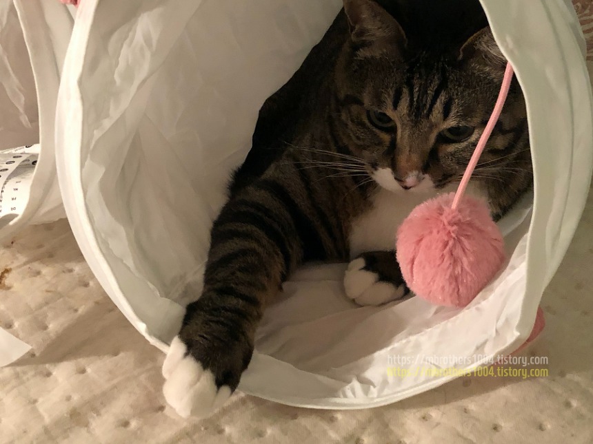 이케아 고양이 루르비그 반려동물용품 IKEA LURVIG for CAT