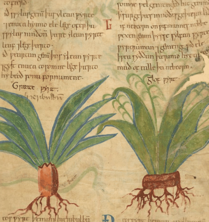 Are You Interested In A 1,000-Year-Old Illustrated Herbal Remedy Guide You Can Now Find It Online For Free