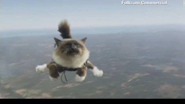 Коты-парашютисты