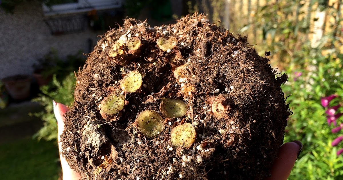 UK Gardening How to overwinter Begonia