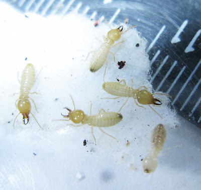 Soldiers and a worker of Coptotermes urvignathus termite
