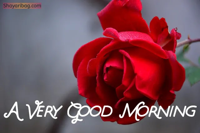 Good Morning Rose Image Good Morning Rose Image