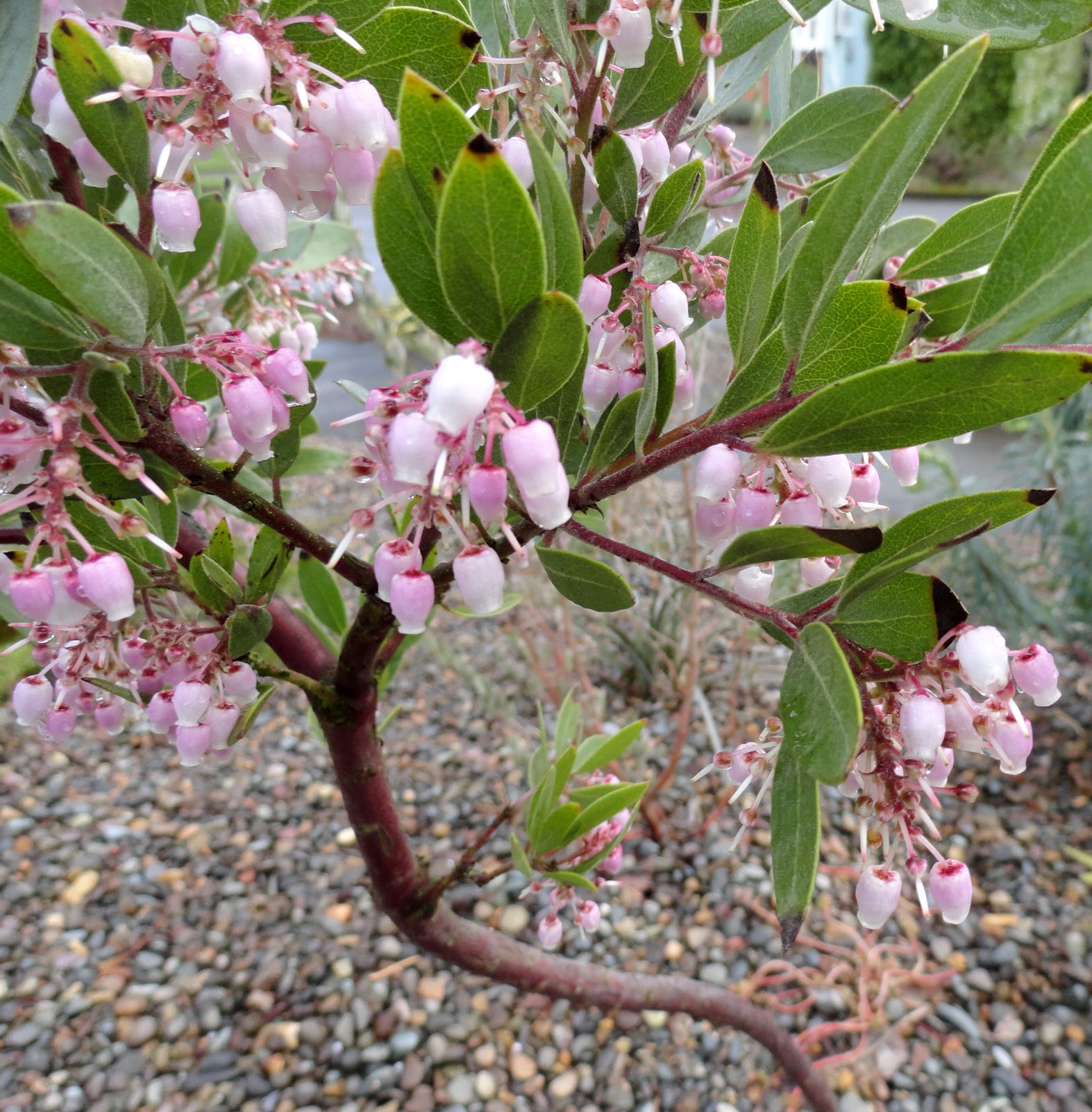 Buy Oriental Paperbush Flower Extract Powder Edgeworthia