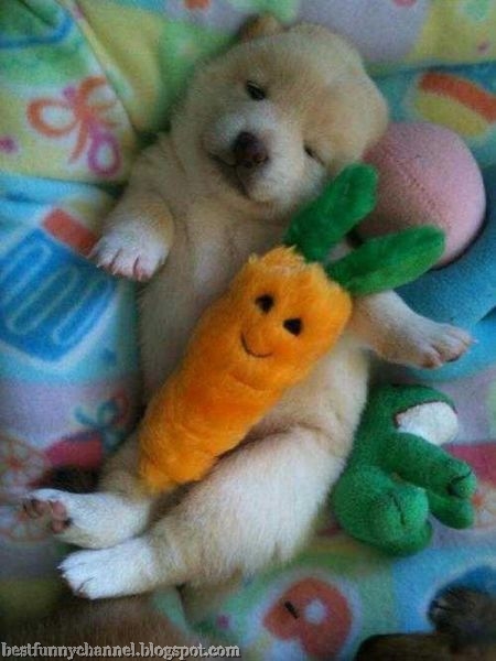 Puppy with a carrot