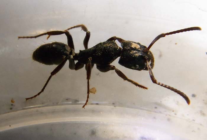 Black Ant 30