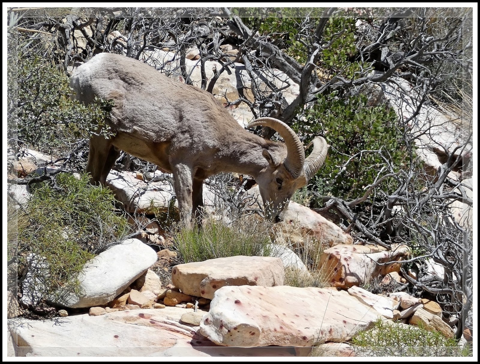 Ken's Photo Gallery Desert Bighorn Sheep in Red Rock Canyon NCA