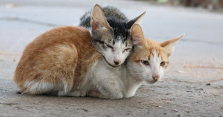 Kucing Dan Anjing Bertengkar