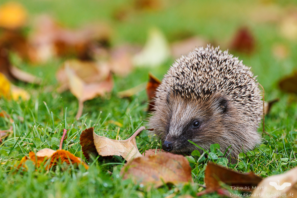 Thomas Marth Naturfotografie: Igel