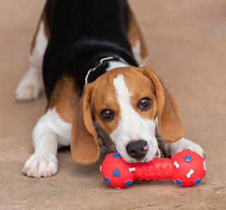 Cainele Ce A Baut Prea Multa Cafea