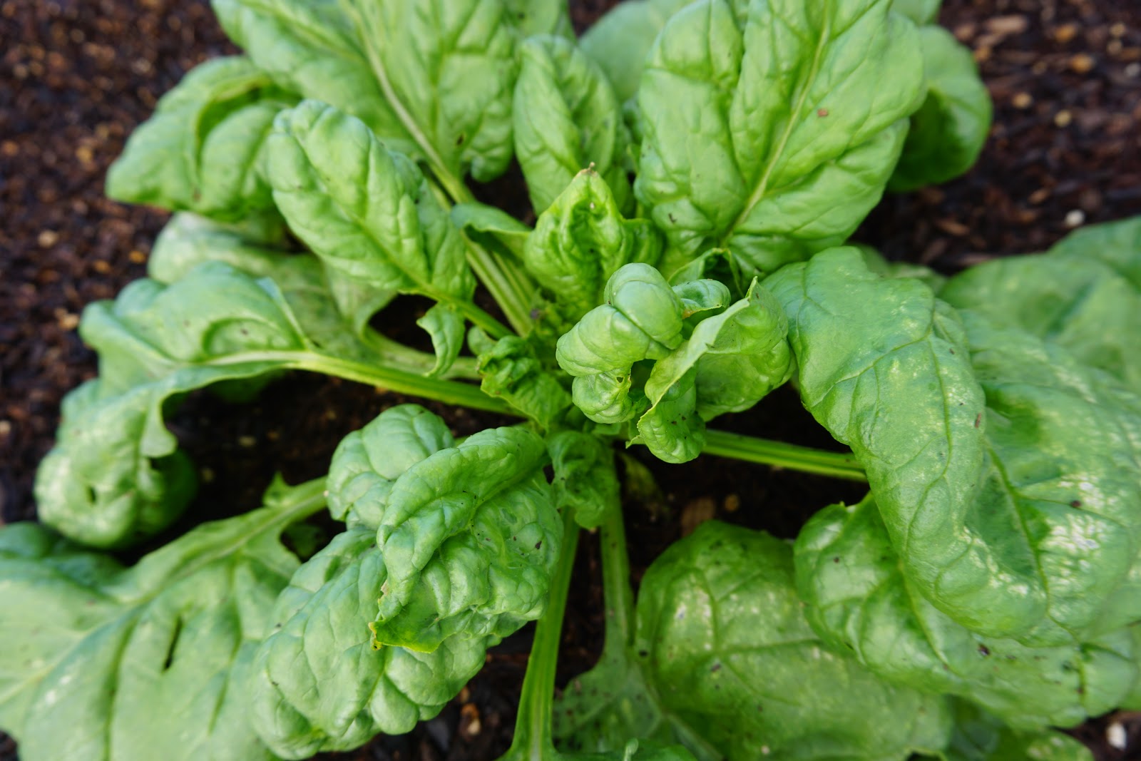 DisLDo Homestead Lettuce and spinach for breakfast? Sure!