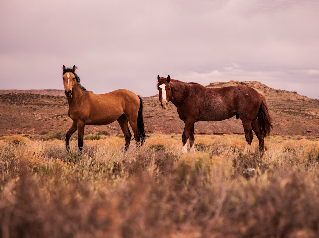 Stallion cavalry Horses Standing on the Countryside Farm Field HD Wallpaper Free download Stallion cavalry Horses Standing on the Countryside Farm Field HD Wallpaper Free download