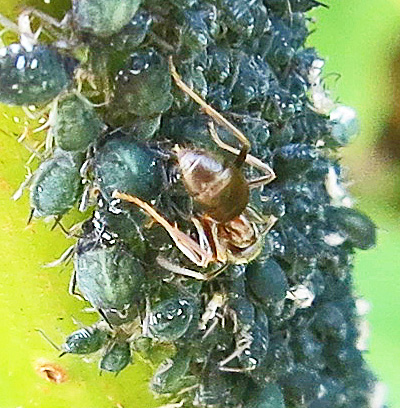 Ants farming a great, squashed-together group of black aphids June 25th 2014