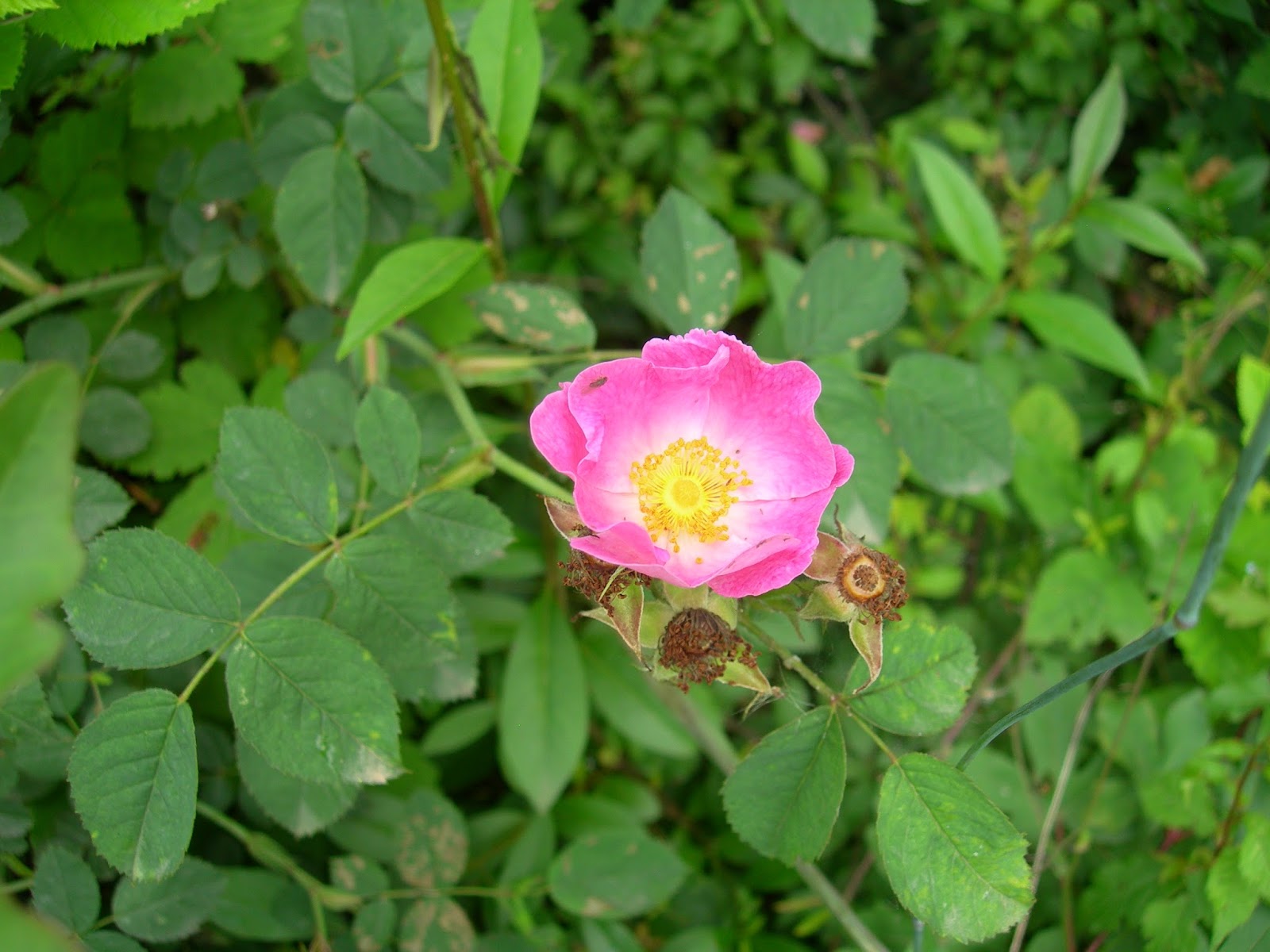 Rosa Canina
