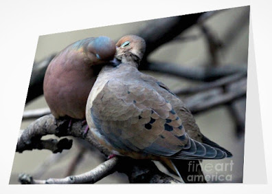 This is a screen shot of a card which I'm selling on Fine Art America. It features two very amorous Mourning doves. Info re this card is @ https://fineartamerica.com/featured/cooing-mourning-doves-2-patricia-youngquist.html?product=greeting-card