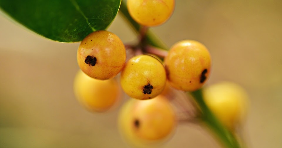 Taking Care Of Your Fruit Trees During Establishment