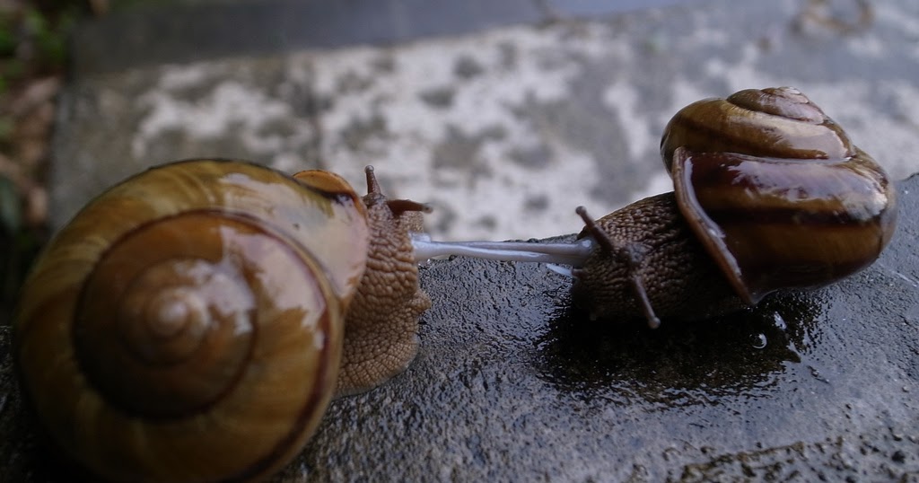 Some Interesting Facts About Snails Kuriositas