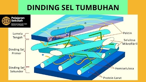 Karakteristik Sel Tumbuhan Disertai Fungsi & Gambar - Pelajaran Sekolah