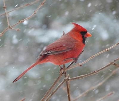 Photo of Northern Cardinal in snow shower Photo of Northern Cardinal in snow shower
