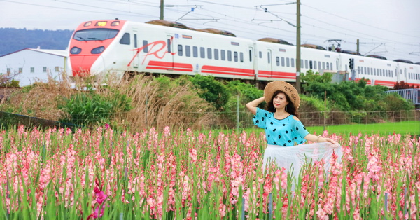 彰化社頭,雙鐵花田,劍蘭花海,台鐵列車,觀光工廠,康乃馨,高鐵,彰化,社頭,花海,火車,鐵道,劍蘭,石竹,菊花,花季,賞花,鐵路,觀光工