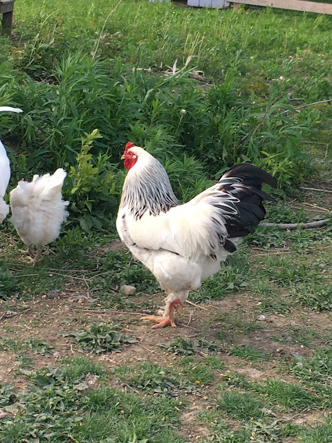 Ruple Farms - Chickens - Brahma Rooster