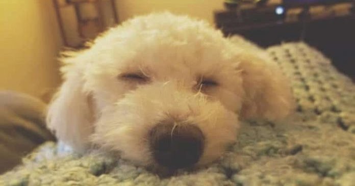 Specialists Finds Out That Dogs Dream About The Humans They Love
