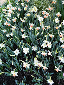 2016 Allan Gardens Conservatory Spring Flower Show Pink Charm daffodil narcissus by garden muses-not another Toronto gardening blog