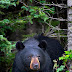 The American black bear - information .