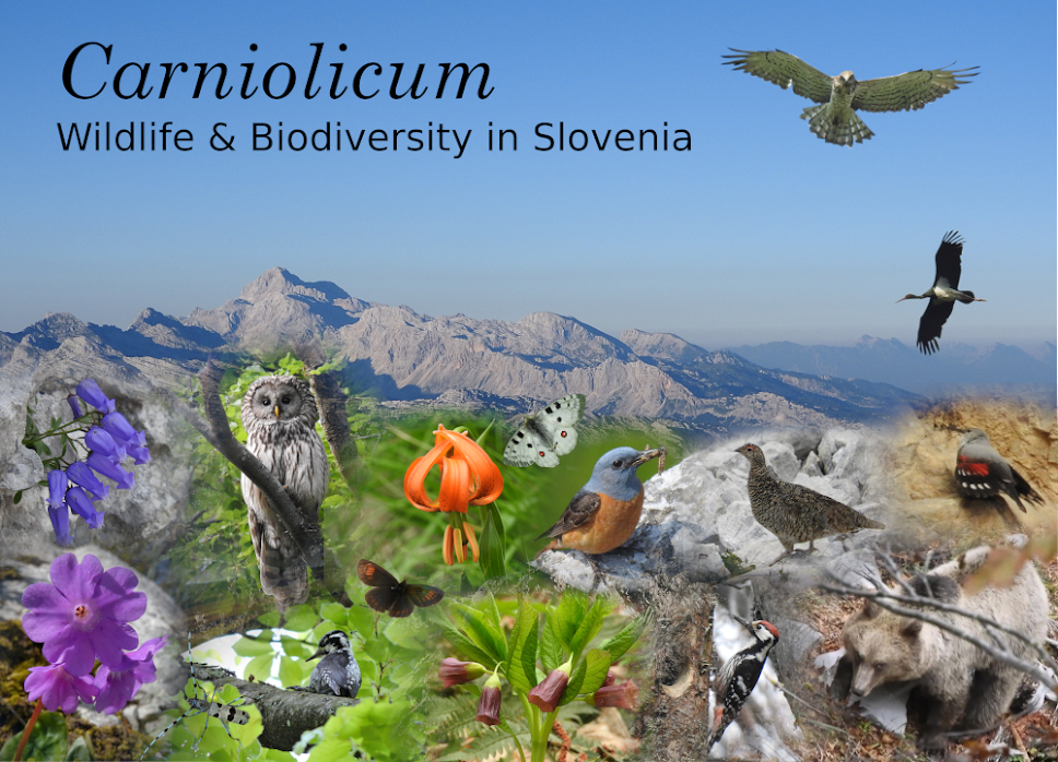 Carniolicum - Wildlife & Biodiversity in Slovenia