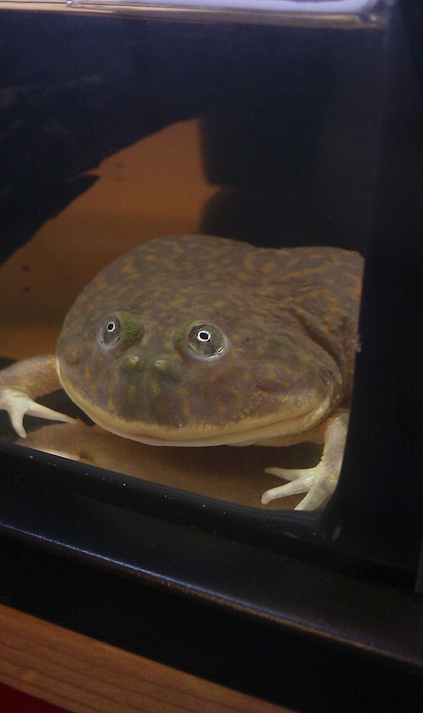 Care of Exotic Animals Lepidobatrachus laevis