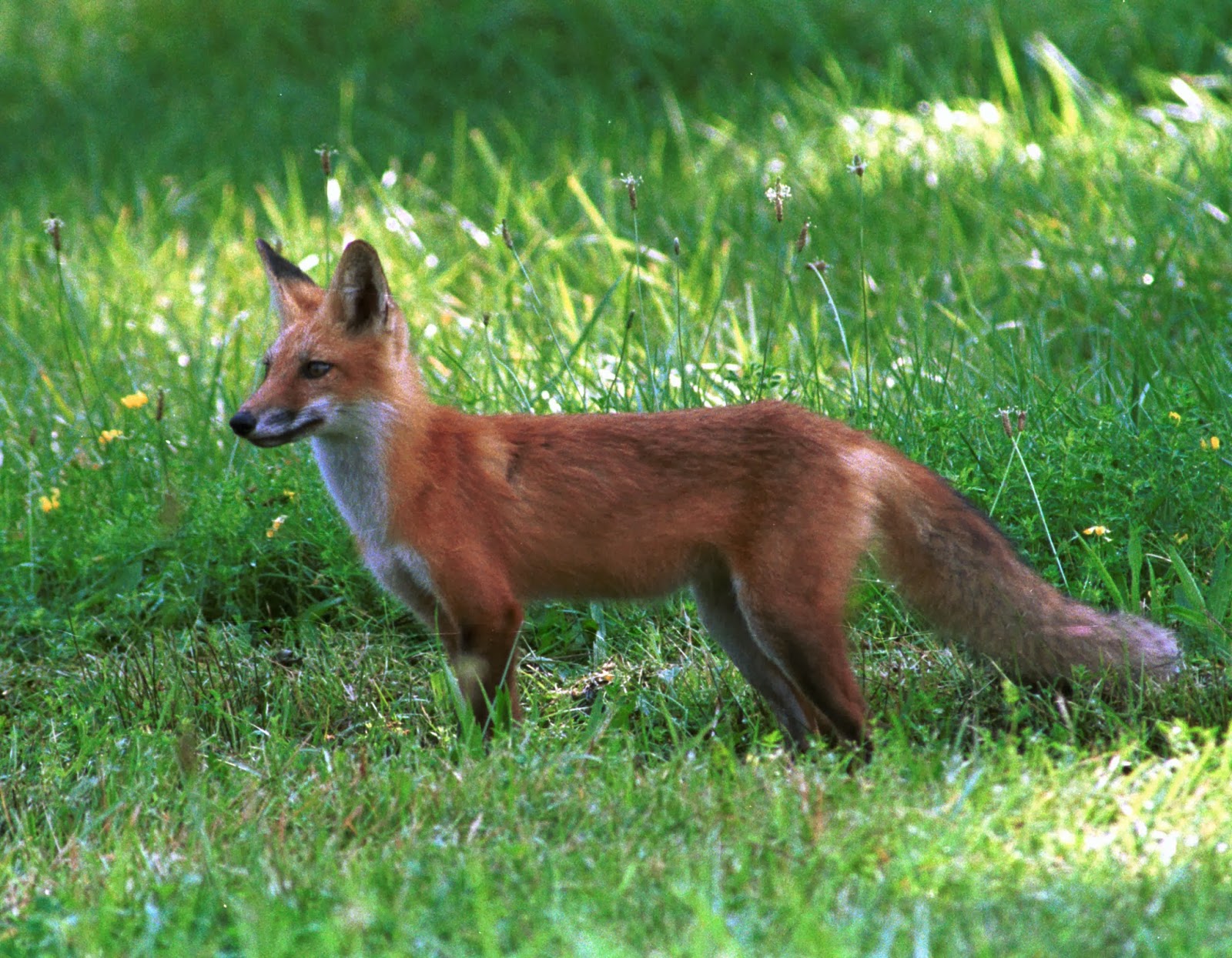 Razzberry Corner: Fox Attack
