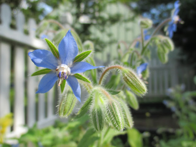 Blue Borage