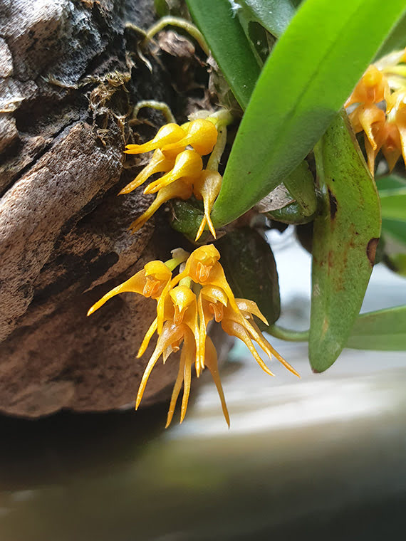 Bulbophyllum sutepense