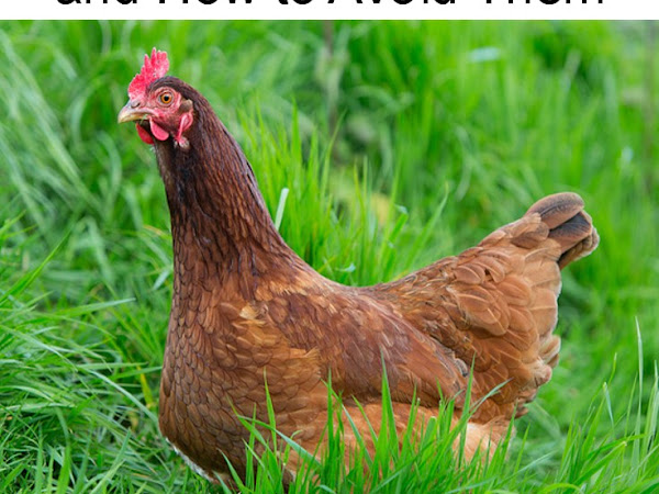 8 Common Chicken Keeping Mistakes and How to Avoid Them