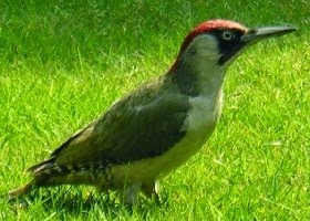 The Green Woodpecker