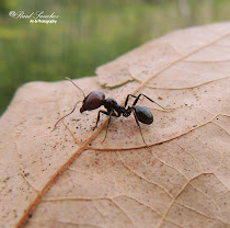 Hormiga (formícidos (Formicidae))