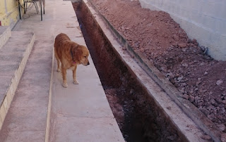 Apelsinblomshund inspekerar arbetet.