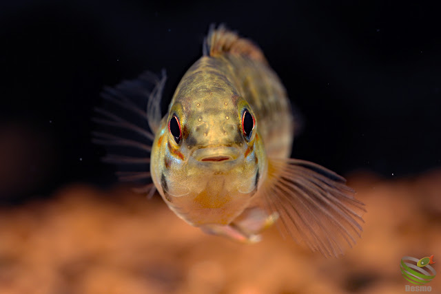 Apistogramma cf. macmasteri or cf. viejita