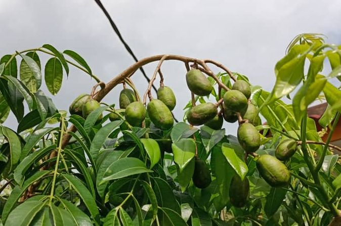 Спондиас или момбин(амбарелла). Spondias Dulcis. Амбрелла Ambarella фрукт. Непальская слива момбин.