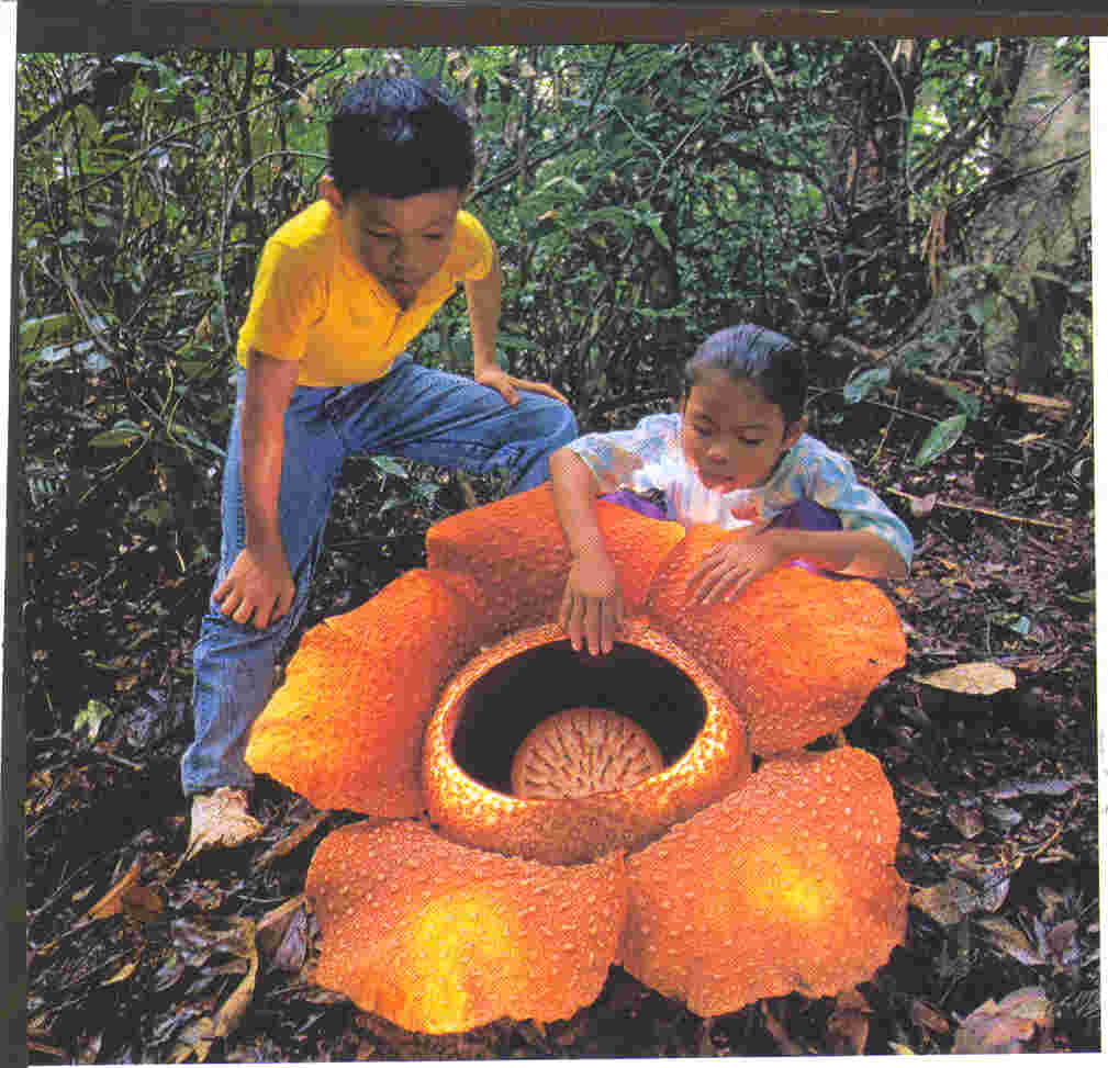 prcinformacion PLANTAS PARÁSITAS