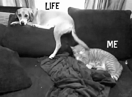 life.gif
