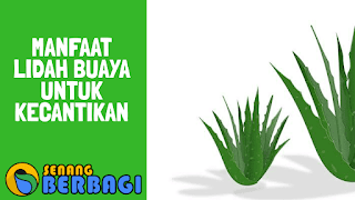 Manfaat lidah buaya untuk kecantikan kulit