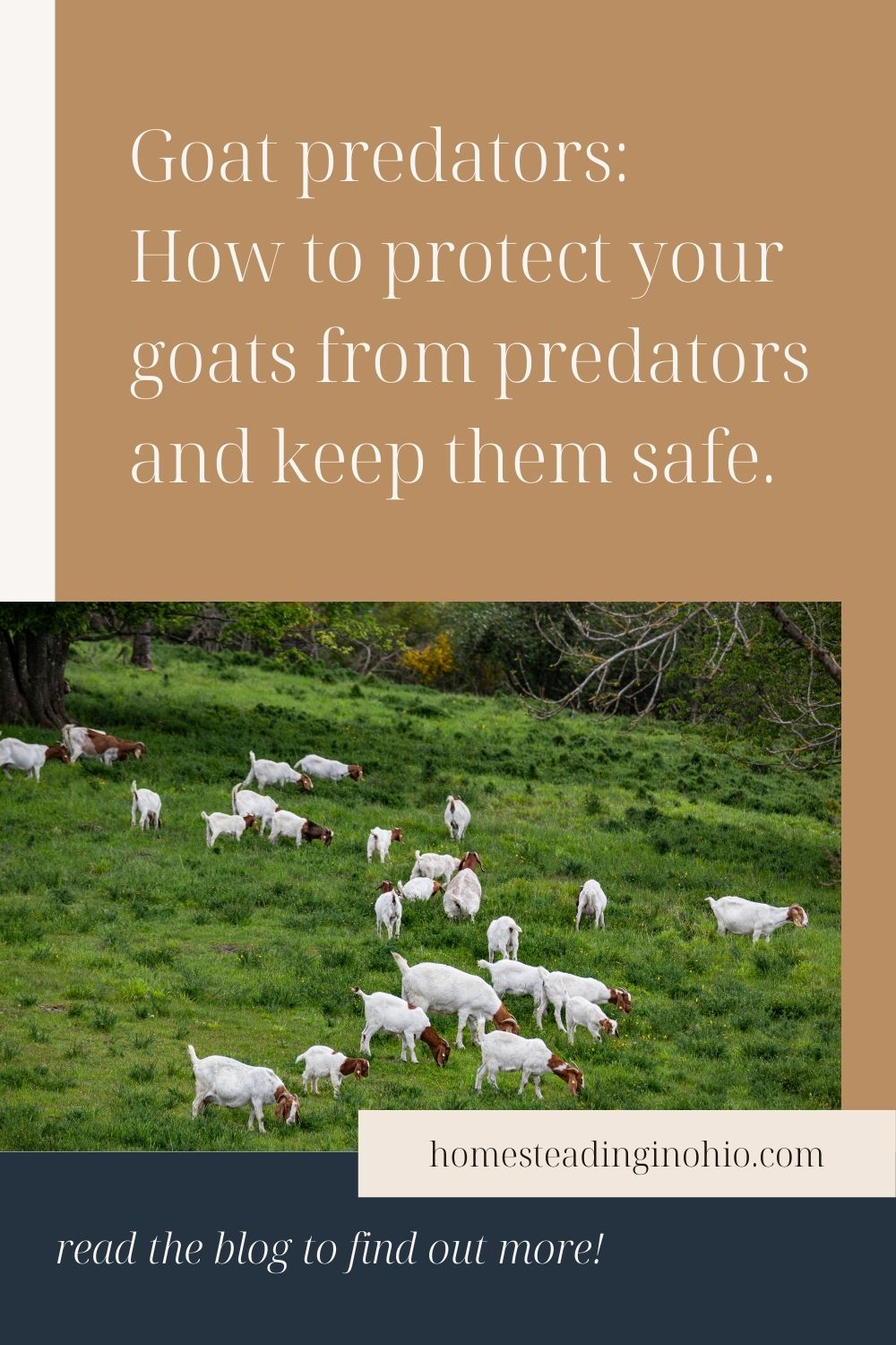 A Guide To Goat Predators How To Keep Your Goat Safe Homesteading in Ohio
